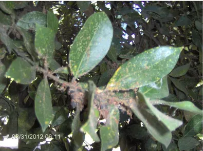 ġekil 4.8. Chilocorus bipustulatus konukçusu olan defne ağacındaki böcek zararları 