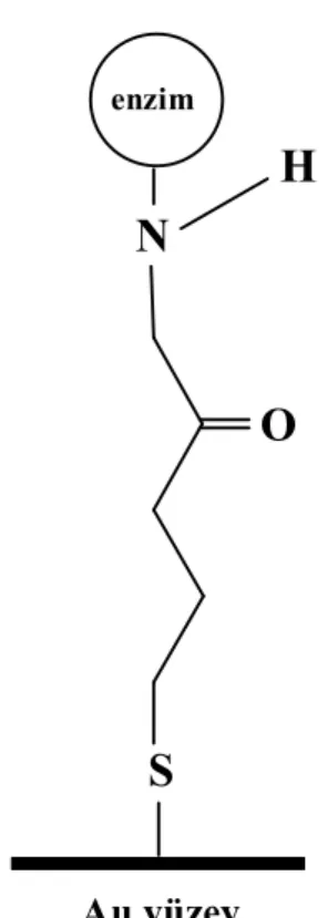 Şekil 3.2. Altın yüzeyine kovalent bağlanma ile enzim bağlanarak oluşan tekli tabaka  yapının şematik gösterimi