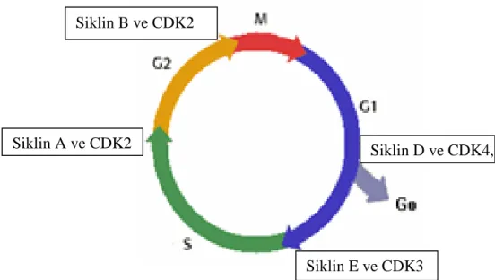 Şekil 1.1. Hücre siklusu 