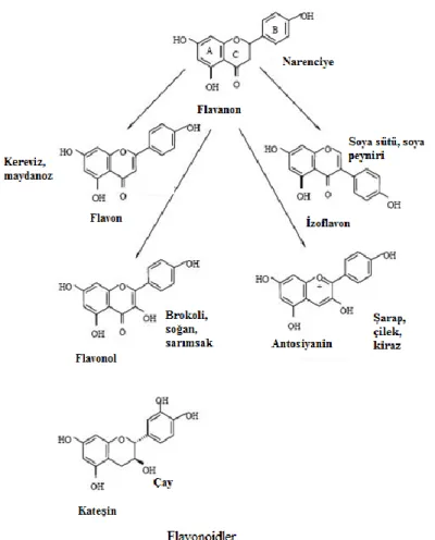 Şekil 1.3. Flavonoidlerin sınıflandırılması ve diyetteki yeri (Peterson ve Dwyer  1998, modifiye edilmiĢtir) 