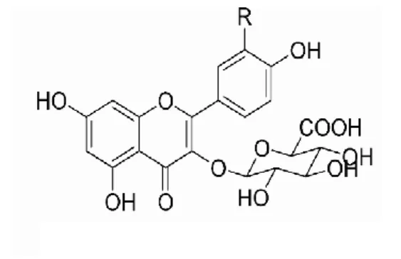 Şekil 1.8. R=OH: Kuersetin 3-O-glukuronid  (http://en.wikipedia.org/wiki/Quercetin_3-O-glucuronide) 