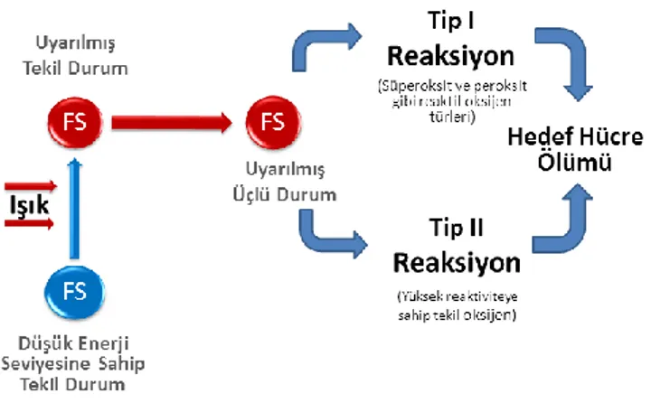Şekil 1.6. PDT’de Tip I ve Tip II reaksiyonları (Raghavendra ve ark 2009). 