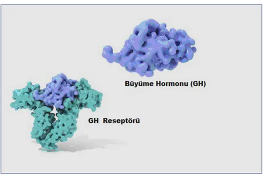 ġekil 1.1.  Büyüme Hormonu ve Reseptörü  (http://ghr.nlm.nih.gov/). 