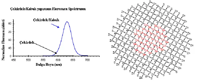 Şekil  1.6.  CdSe/ZnS  yapısına  ait  kristal  şekli  ve  bunların  flüoresans  spektrumları  (Quantum  dot  corp.2003) 