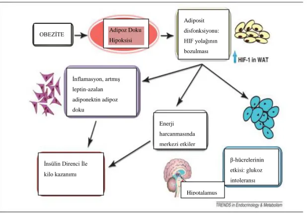 Şekil 1.6. Tamir edilmemiş glukoz homeostazı ve adiposit bozukluğunda HIF-1α’nın  rolü