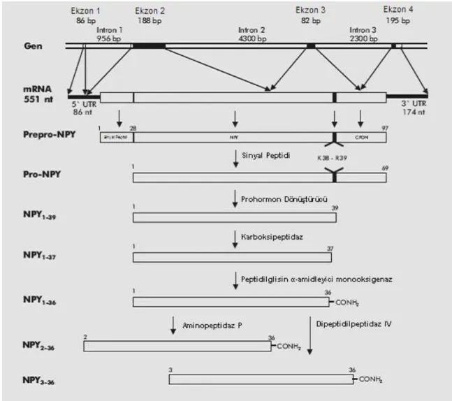 Şekil 1.4. NPY geni ve protein işlenmesi (Tuşgül 2011). 