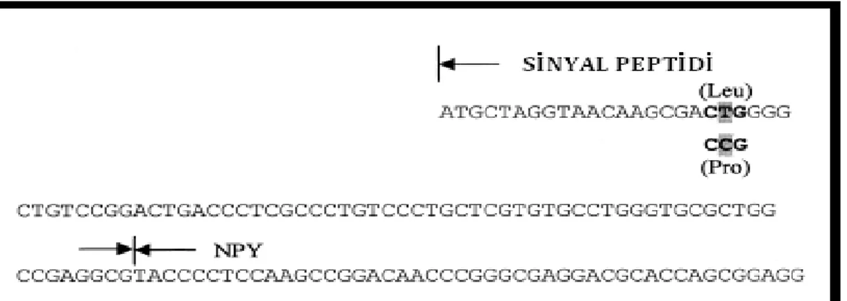 Şekil 1.5. 1128T&gt;C nükleotid değişiminin NPY genindeki yerleşimi (Makino ve ark  2001)