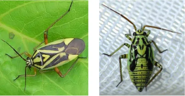 Şekil 8.  Brachycoleus decolor erkek  (Anonymous, 2012 f)  Şekil 9.  Brachycoleus                        decolor dişi birey (Anonymous, 2012 g)