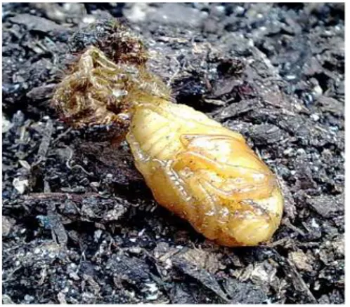 Şekil  11.  Cetonia  aurata  larva  (Anonymous,  2012ı)  Şekil  12.  Cetonia  aurata  pupası  (Anonymous, 2012 j)  