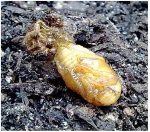 Şekil  11.  Cetonia  aurata  larva  (Anonymous,  2012ı)  Şekil  12.  Cetonia  aurata  pupası  (Anonymous, 2012 j)  