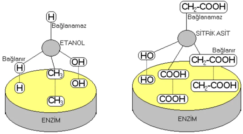 Şekil 3.2’de verilen örneklerde etanol ve sitrik asit moleküllerindeki karbona bağlı (–H)  ve (–CH 2 COOH) gruplarından her iki molekülde de iki tane olmasına rağmen  gruplardan sadece bir tanesi aktif merkeze bağlanırken, diğeri bağlanamamaktadır  ( Tüzün