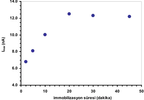 Şekil 8.4. PVF-XO biyosensörüne XO çözeltisinde bekletme süresinin etkisi (5,0 mg PVF mL -1 ,  1,0 mg XO mL -1 , 0,10 M pH 7,4 fosfat tamponu, 25 °C, 0,65 V) 