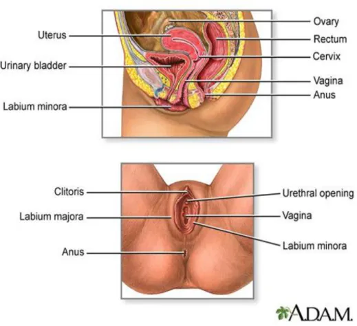 ġekil  1.1.  Kadın  genital  sistemi  organları  (http://www.dhmc.org/dhmc-internet- (http://www.dhmc.org/dhmc-internet-upload/file_collection/adam_gyn_0902.jpg, 10.08.2011)