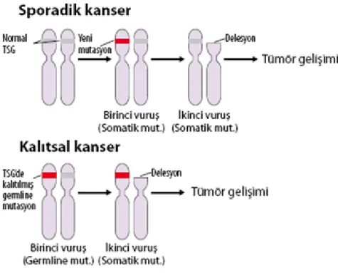 Şekil 1.2. Knudson’ın çift vuruş hipotezi (Albert ve ark 2008). 