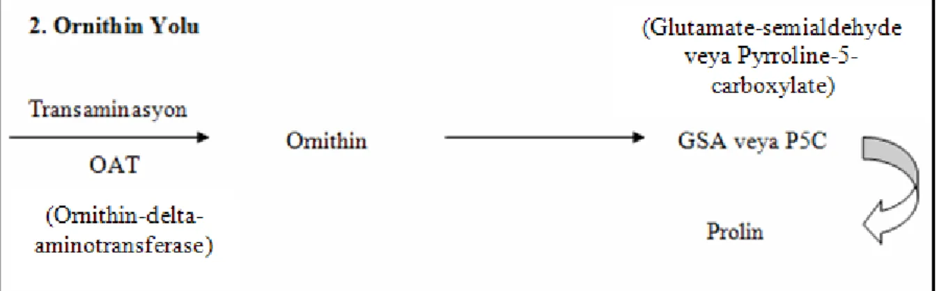 Şekil 2.3. Prolin sentezinde Ornithin yolu (Szabados ve ark., 2009) 
