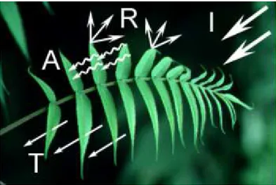 Şekil 2.4  Bir bitkide gelen ışın (I), emme (A), geçirme (T) ve yansıma (R) (Đşlem  2000) 