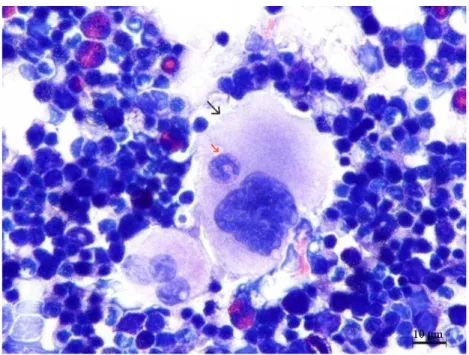 Şekil 4.1.3. Deney grubu sıçanların kemik iliğindeki promegakaryosit (siyah okla  gösterilen) tarafından yutulan bir adet kemik iliği hücresi (kırmızı okla gösterilen) 