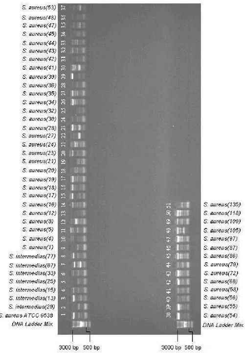 Şekil 1. REP-PCR Profilleri 
