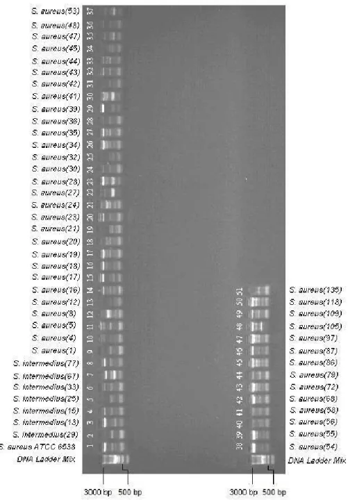 Şekil 1. REP-PCR Profilleri 
