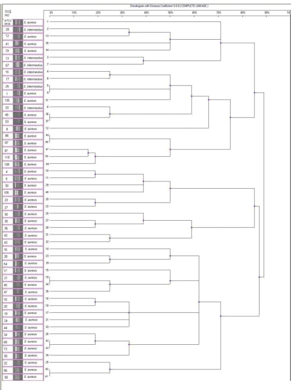 Şekil 2. Bio-1D++ Programı Sonucu Elde Edilen Dendrogram 