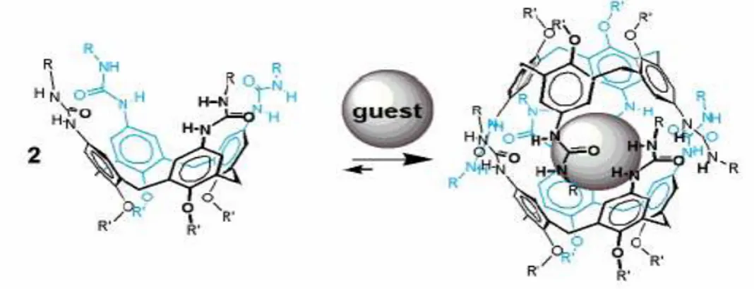 Şekil  1.16.  para-Pozisyonuna  üre  bağlı  kaliks[4]aren  türevlerinin  uygun  guestler  varlığında dimerik kapsül oluşturması 