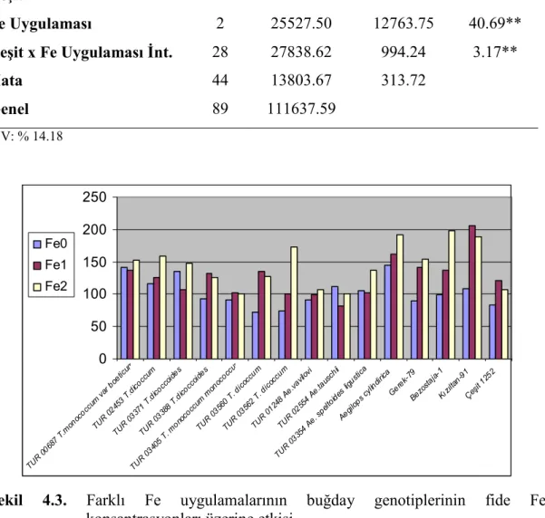 Şekil  4.3.  Farklı  Fe  uygulamalarının  buğday  genotiplerinin  fide  Fe     konsantrasyonları üzerine etkisi 