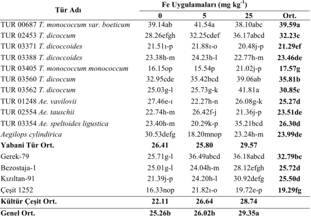 Çizelge 4.7. Yabani ve kültür buğdaylarında farklı Fe uygulamalarında tespit edilen  fide Zn konsantrasyonları (mg kg -1 ) 