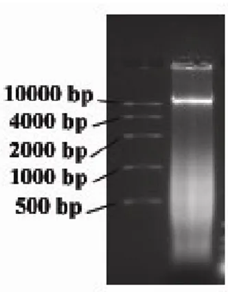 Şekil 3.2, İzole edilen DNA’nın ve markırın  % 0.7’lik agaroz jelde görüntüsü 