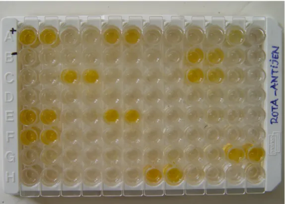 Şekil 2.  ELISA uygulanan gaita örneklerinde rotavirus antijen pozitif sonuçların  pleyt üzerinde görünümü