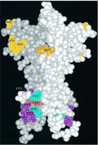 ġekil 1.4. NGF‟in üç boyutlu moleküler yapısı (Krüttgen ve ark, 1997). 