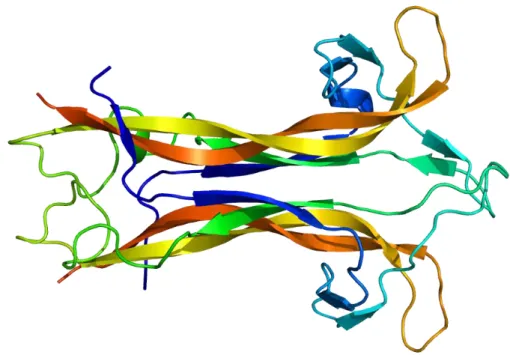 ġekil 1.5. BDNF moleküler yapısı (Wikimedia, 2010a). 
