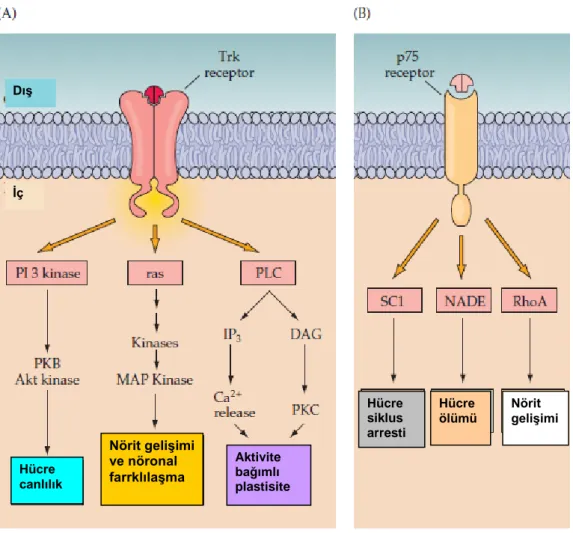 ġekil 1.10. Trk ve P75 Nörotrofin reseptörleri aktivasyonu ile uyarılan hücre içi  yolaklar  ile  bunların  iĢlevsel  sonuçları:  Trk  dimerlerinin  uyarılması  reseptörün  ligandla  bağlanmasını  takiben  hücre  içi  sinyal  kaskatları  ile  gerçekleĢen  