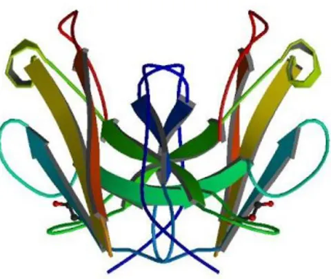ġekil 1.11. Trk A‟nın moleküler mimarisi (Wikipedia 2010d). 