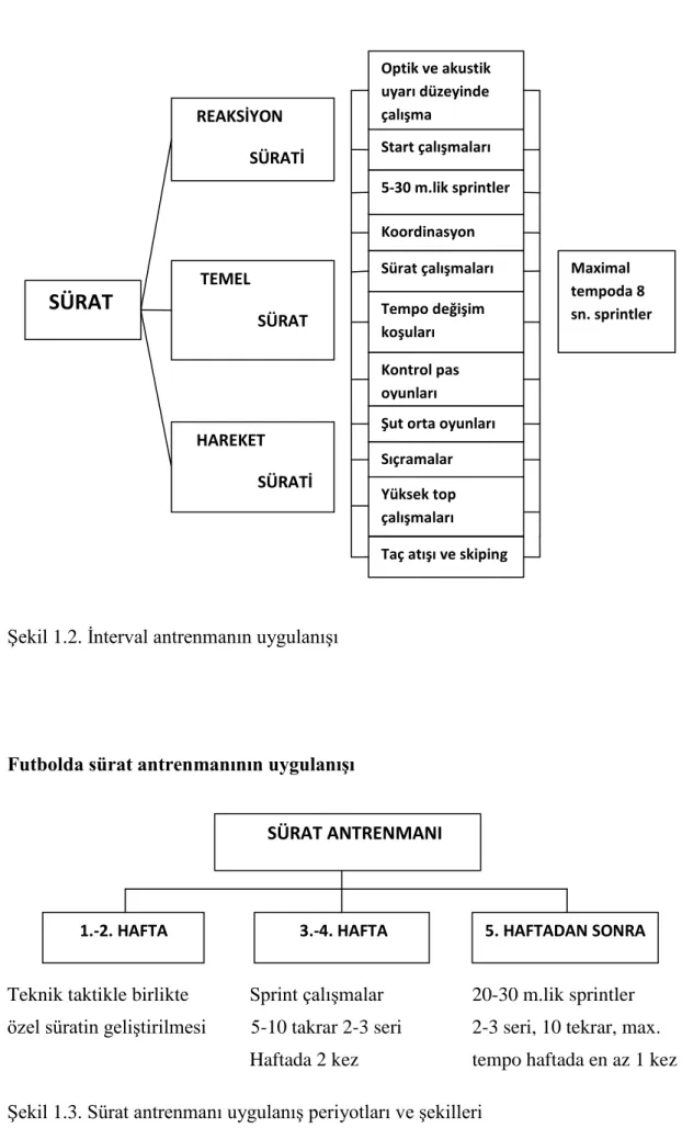 ġekil 1.3. Sürat antrenmanı uygulanıĢ periyotları ve Ģekilleri 