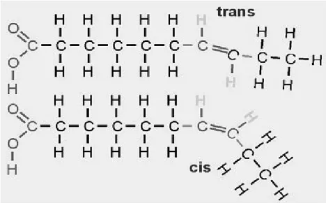 Şekil 1.1. Cis ve trans yağ asiti zincirleri (Taşan ve Dağlıoğlu 2005). 