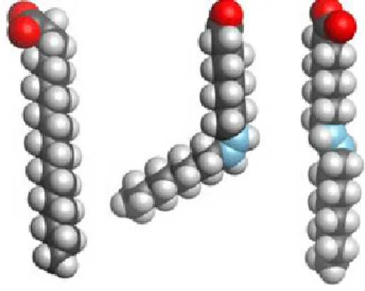 Şekil 1.2. Yağ asitlerinin zincir yapıları (Casimir ve ark 2002). 