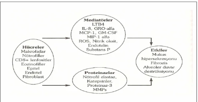 Şekil 4. KOAH’da hücresel mekanizmalar