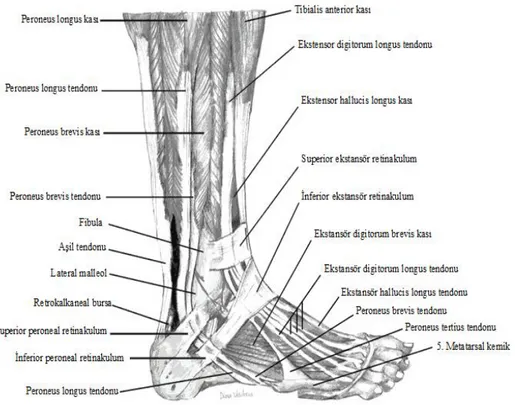 Şekil 3:Sağ ayak ve ayak bileğinin lateralden görünüşü.  