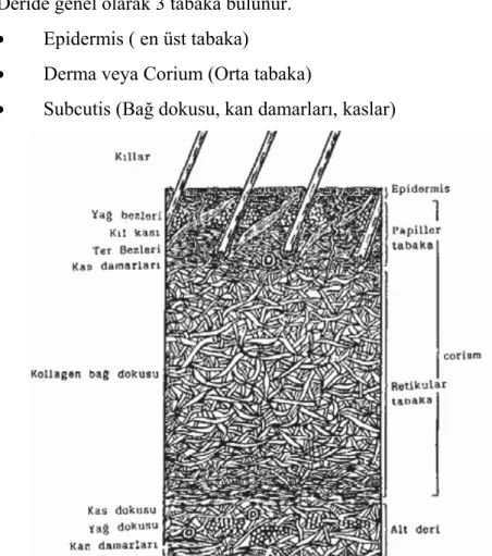 Şekil 3: Derinin Katmanları  (www.deriteorisi.googlepages.com, 2009). 