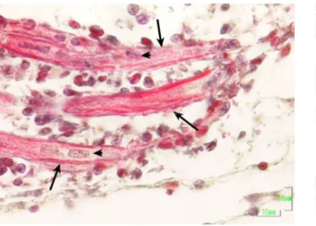 Şekil 3.26.  40 ng AFB 1  grubuna ait bir  embriyonun kuluçkanın 11. günündeki  bacak kası enine kesiti görülmektedir