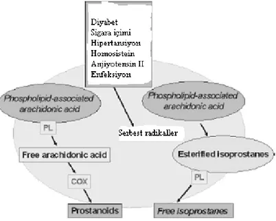Şekil 1. İsoprostanların çoğunlukla COX aktivitesine bağımlı ve serbest  radikallerin katalize ettiği sentezi 