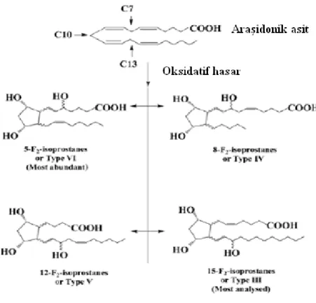 Şekil 2. Farklı isoprostanların araşidonik asitin oksidasyonu ile oluşumu 
