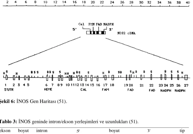 Tablo 3: NOS geninde intron/ekson yerle imleri ve uzunluklar  (51).