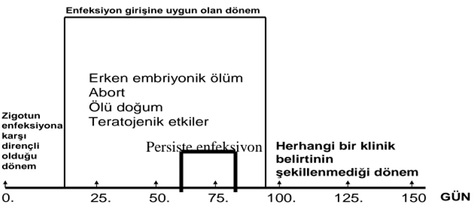 Şekil 1.6. Border Disease Virus enfeksiyonunun gebelik periyodunda meydana  getirdiği etkiler