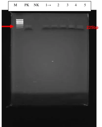Çizelge 3.18. Koyun lökosit örneklerinin One Step RT-PCR sonuçları 