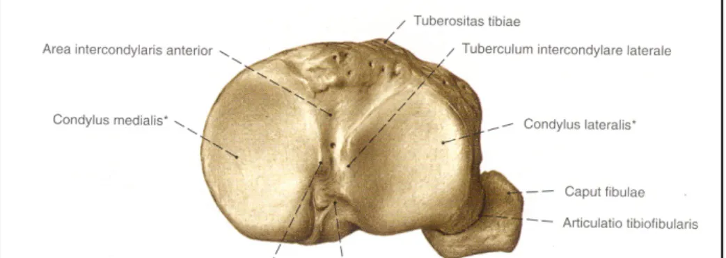 Şekil 2.3.4: Tibia platosu        