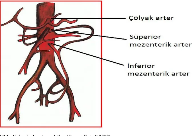 Şekil 1: Abdominal aorta ve dalları (Cognet F et all.2002)                                                                               