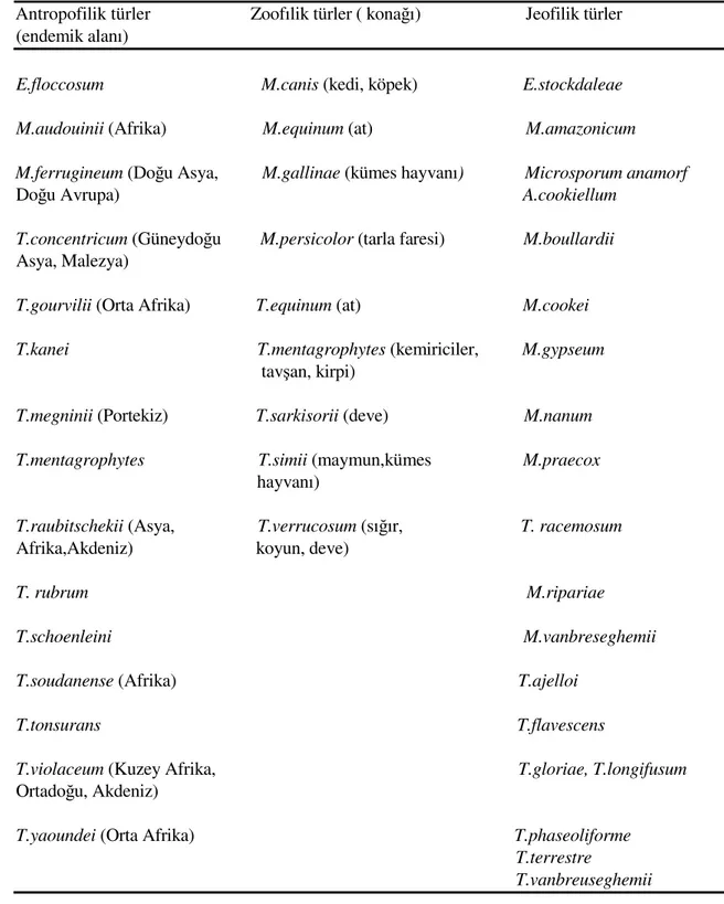 Tablo  2.  Konak  tercihleri  ve  endemik  bulunuş  özelliklerine  göre  dermatofit    türlerinin  ekolojik sınıflandırılması (13)