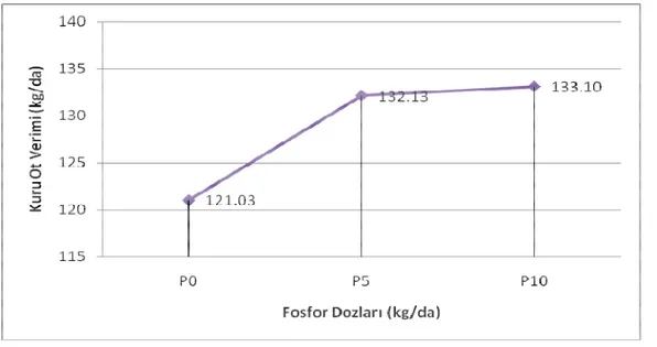 Şekil 4.2 Fosfor dozlarına bağlı olarak kuru ot veriminin değişimi  