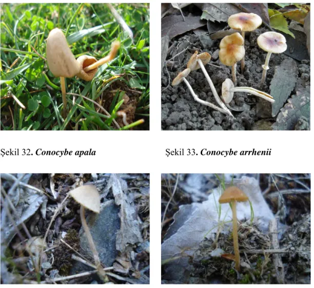 Şekil 36. Conocybe rickenii                               Şekil 37. Conocybe semiglobata                  (Gilbert Bovay) 